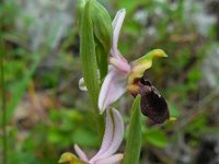 Ophrys argolica ssp biscutella 6, Saxifraga-Ed Stikvoort.tif