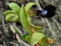 Ophrys atlantica 10, Saxifraga-Ed Stikvoort
