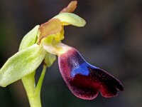 Ophrys atlantica 3, Saxifraga-Hans Dekker