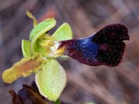 Ophrys atlantica 4, Saxifraga-Hans Dekker