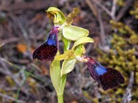 Ophrys atlantica 6, Saxifraga-Hans Dekker