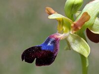 Ophrys atlantica 8, Saxifraga-Hans Dekker
