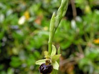 Ophrys ausonia 3, Saxifraga-Hans Dekker