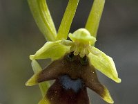 Ophrys aymoninii 16, Saxifraga-Willem van Kruijsbergen