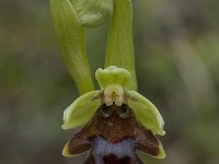 Ophrys aymoninii 26, Saxifraga-Willem van Kruijsbergen