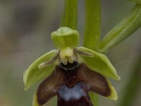 Ophrys aymoninii 28, Saxifraga-Willem van Kruijsbergen