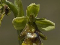 Ophrys aymoninii 5, Saxifraga-Jan van der Straaten