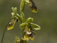 Ophrys aymoninii 7, Saxifraga-Jan van der Straaten