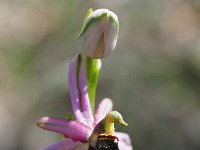 Ophrys benacensis 10, Saxifraga-Hans Dekker