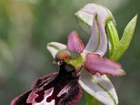 Ophrys benacensis 3, Saxifraga-Hans Dekker