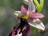 Ophrys benacensis 5, Saxifraga-Hans Dekker