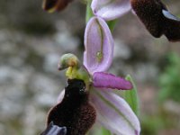 Ophrys bertolonii 11, Saxifraga-Rutger Barendse