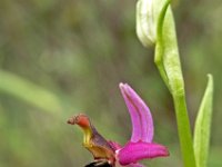 Ophrys bertolonii 2, Saxifraga-Hans Dekker