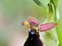 Ophrys bertolonii 37, Saxifraga-Hans Dekker
