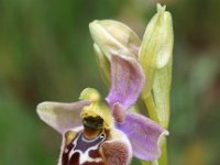 Ophrys biancae 3, Saxifraga-Hans Dekker
