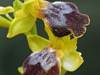 Ophrys caesiella 5, Saxifraga-Hans Dekker