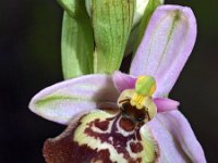 Ophrys calliantha 4, Saxifraga-Hans Dekker