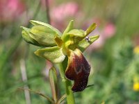 Ophrys calocaerina 6, Saxifraga-Hans Dekker