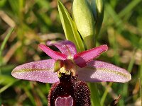 Ophrys catalaunica 2, Saxifraga-Hans Dekker