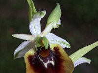 Ophrys chestermanii 17, Saxifraga-Hans Dekker