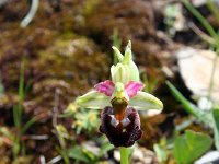 Ophrys chestermanii 3, Saxifraga-Jeroen Willemsen