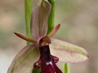 Ophrys cilicia