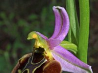 Ophrys collosaea
