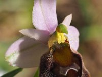 Ophrys crabonifera 12, Saxifraga-Hans Dekker