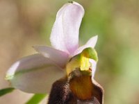 Ophrys crabonifera 13, Saxifraga-Hans Dekker