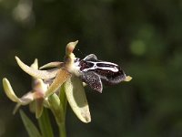 Ophrys cretica 22, Saxifraga-Jan van der Straaten