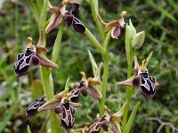 Ophrys cretica ssp ariadnae 31, Saxifraga-Harry Jans