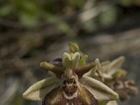 Ophrys cretica ssp cretica 10, Saxifraga-Willem van Kruijsbergen