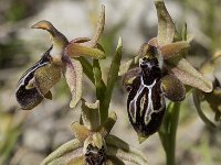 Ophrys cretica ssp cretica 15, Saxifraga-Willem van Kruijsbergen