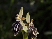 Ophrys cretica ssp cretica 6, Saxifraga-Willem van Kruijsbergen