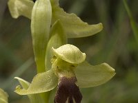 Ophrys dyris 17, Saxifraga-Willem van Kruijsbergen