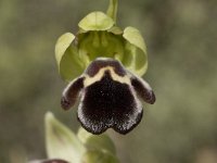Ophrys dyris 5, Saxifraga-Jan van der Straaten
