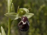 Ophrys dyris 8, Saxifraga-Willem van Kruijsbergen