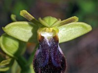 Ophrys eleonora 4, Saxifraga-Hans Dekker