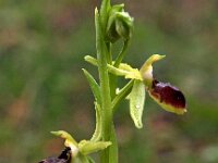 Ophrys exaltata ssp marzuola 16, Saxifraga-Hans Dekker