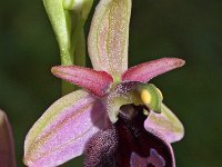 Ophrys ferrum-equinum 6, Saxifraga-Hans Dekker