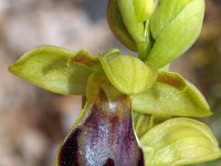 Ophrys forestieri 11, Saxifraga-Hans Dekker