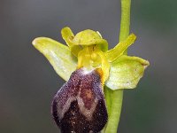 Ophrys forestieri 14, Saxifraga-Hans Dekker