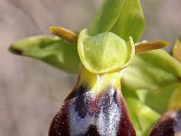 Ophrys forestieri 3, Saxifraga-Hans Dekker