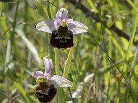 Ophrys fuciflora 11, Saxifraga-Willem van Kruijsbergen