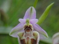 Ophrys fuciflora ssp candica 19, Saxifraga-Ed Stikvoort