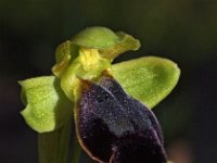 Ophrys funerea 4, Saxifraga-Hans Dekker
