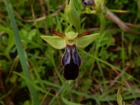 Ophrys fusca 106, Saxifraga-Peter Meininger