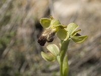 Ophrys fusca 26, Saxifraga-Jan van der Straaten