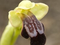 Ophrys fusca 69, Saxifraga-Jan van der Straaten