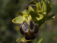 Ophrys fusca ssp creberrima 18, Saxifraga-Willem van Kruijsbergen